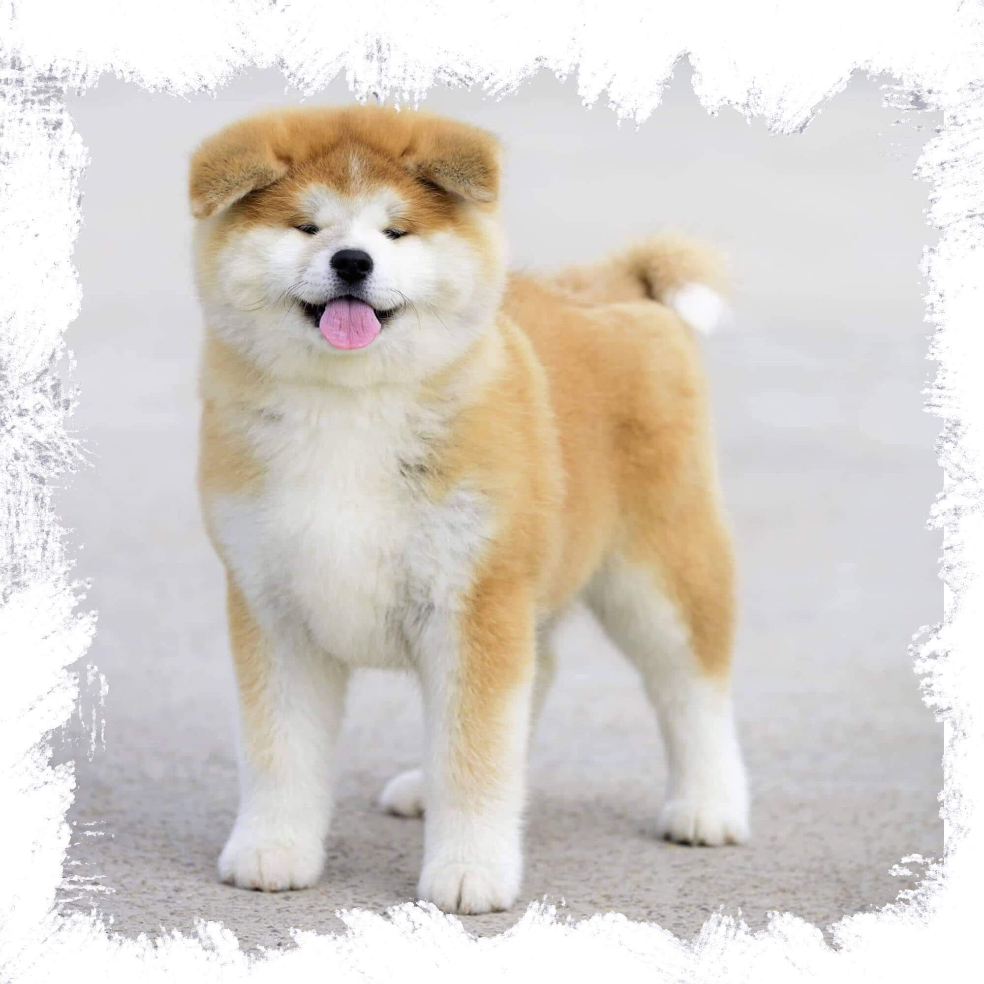 Home - Akita inu breeder, akita inu puppies, akita inu kennel, akita